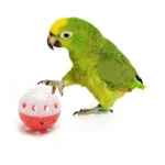Playing Ball With Bell
