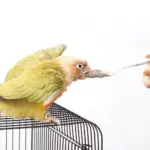 Bird Feeding Spoon - Image 3