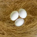Natural Coconut Nesting for Finches - Image 3